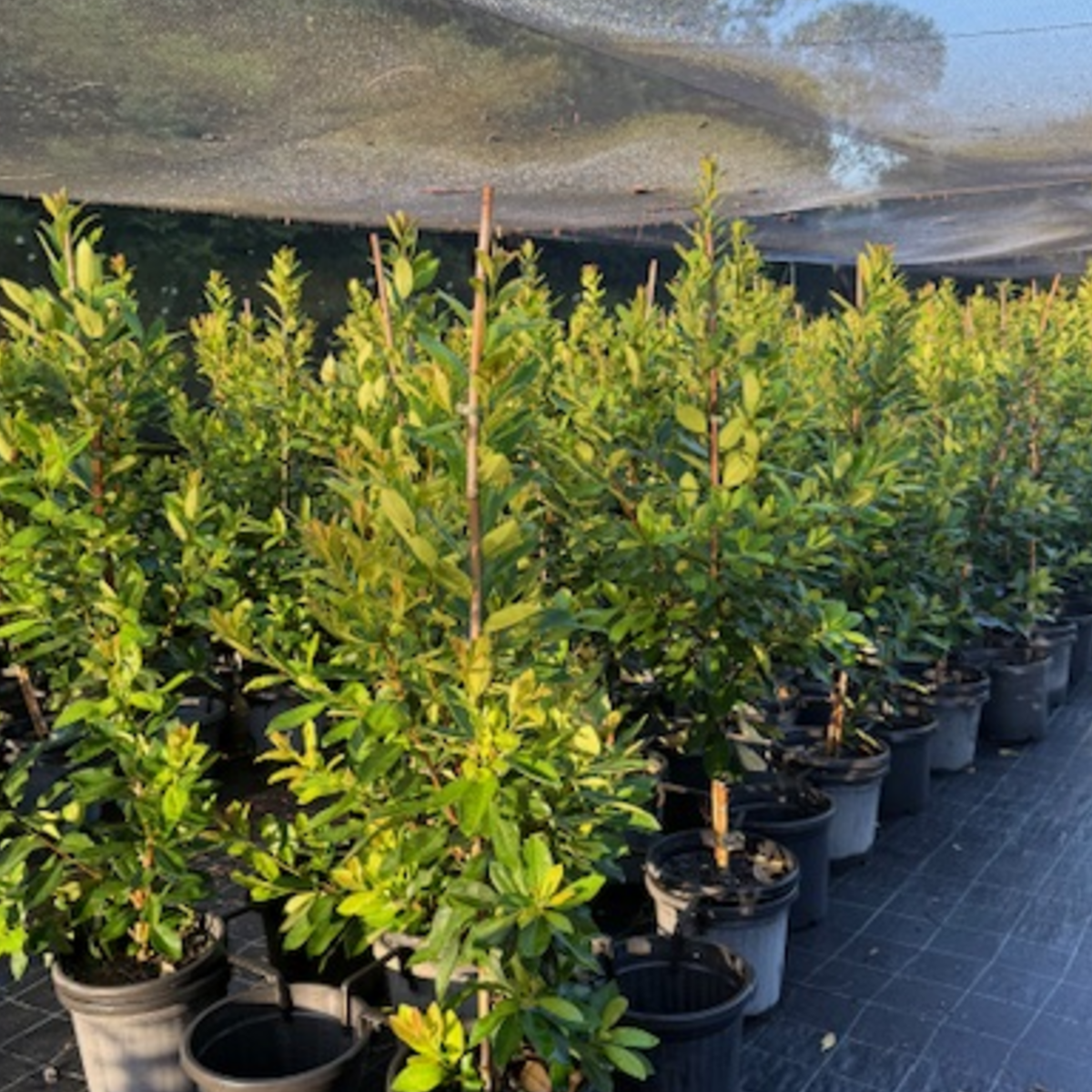 Tristaniopsis laurina Luscious PBR — advanced Water Gum screening tree with glossy foliage, Cape Nursery Byron Bay NSW — 300mm &middot; 1.5–1.7m