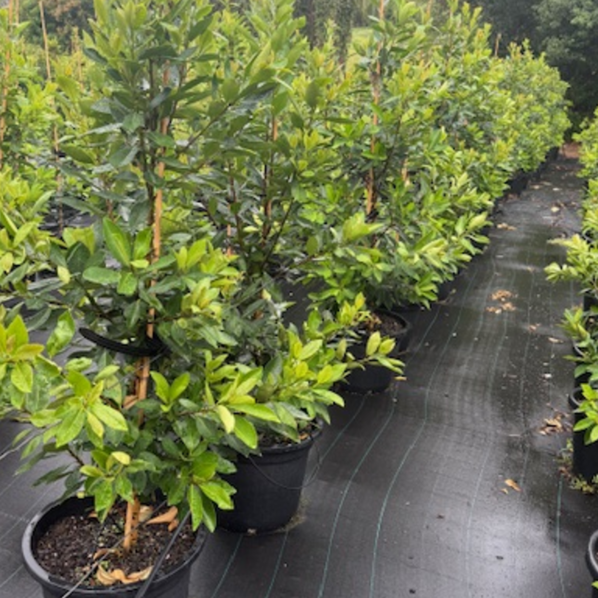 Tristaniopsis laurina Luscious PBR — advanced Water Gum screening tree with glossy foliage, Cape Nursery Byron Bay NSW — 430mm