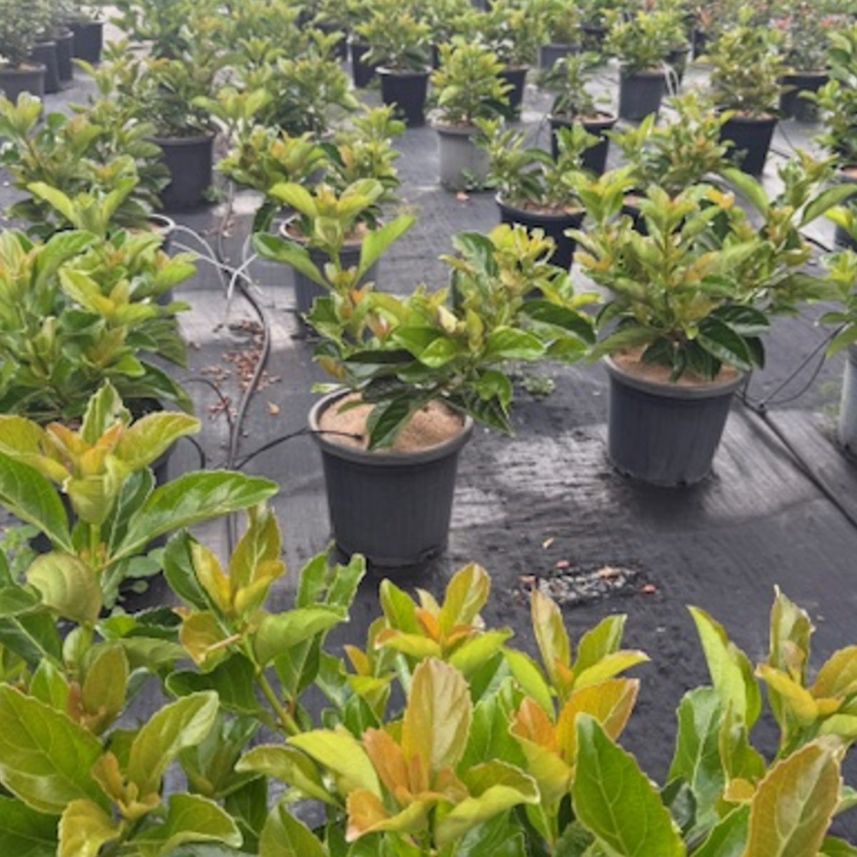 Viburnum odoratissimum Emerald Lustre — dense glossy-leafed hedging shrub, 300mm pot, Cape Nursery Byron Bay NSW