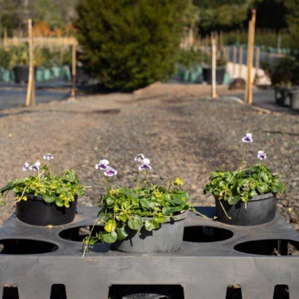 Viola hederacea Native Violet — low groundcover with small purple-white flowers, 140mm pot, Cape Nursery Byron Bay NSW