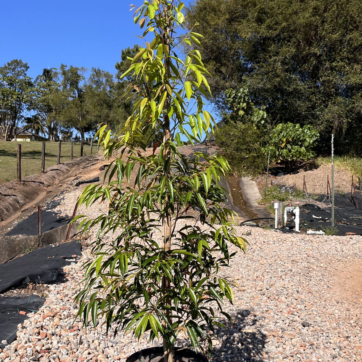 Waterhousia floribunda Weeping Lilly Pilly — graceful weeping screen plant, Cape Nursery Byron Bay NSW — 300mm