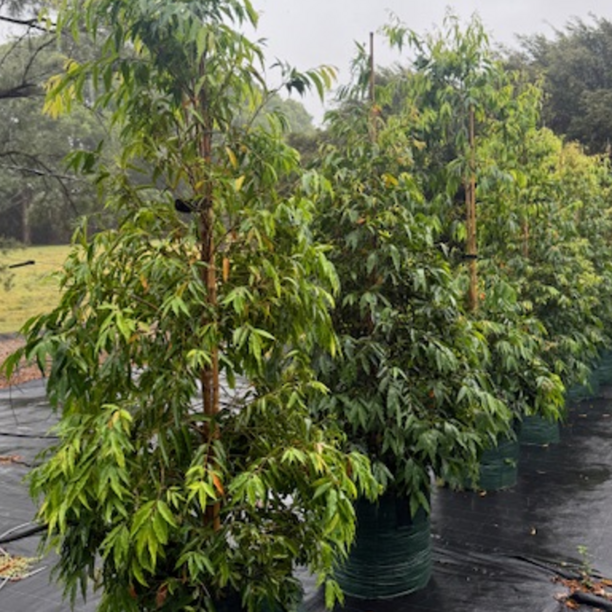 Waterhousia floribunda Amaroo — compact weeping Lilly Pilly, 45L advanced specimen, Cape Nursery Byron Bay NSW