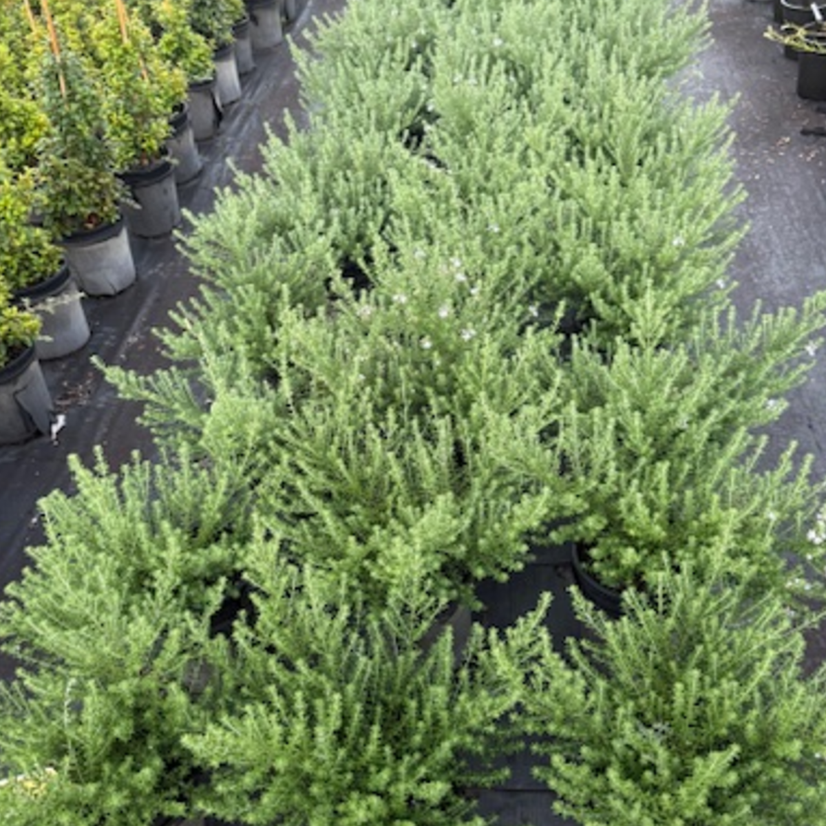 Westringia fruticosa Jervis Gem — compact coastal Westringia, 200mm pot, Cape Nursery Byron Bay NSW