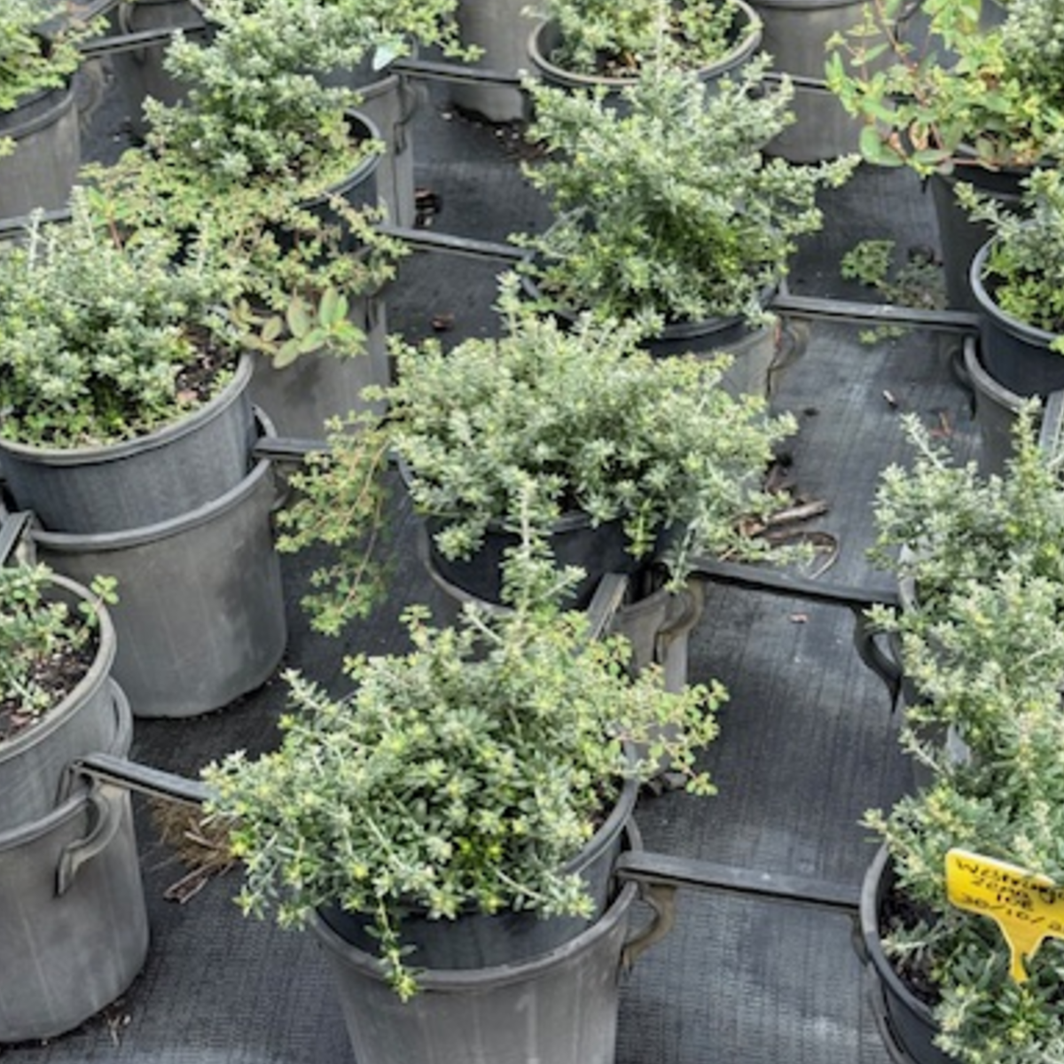 Westringia fruticosa Coastal Rosemary — tough coastal hedge plant, Cape Nursery Byron Bay NSW