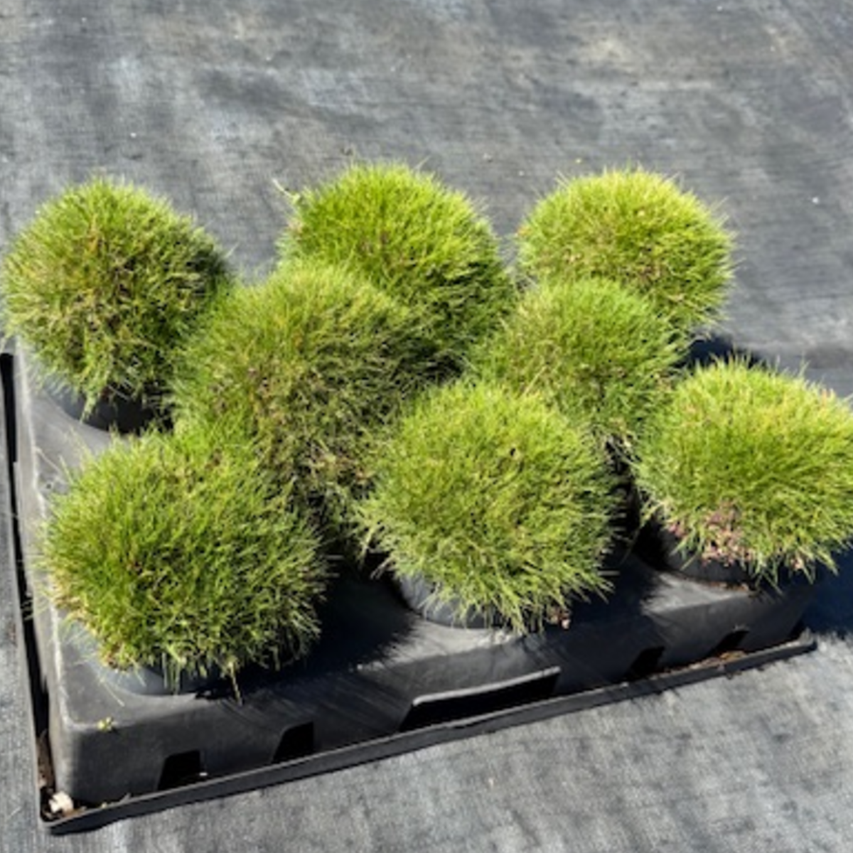 Zoysia tenuifolia — fine-bladed ornamental lawn grass for feature groundcover, 140mm pot, Cape Nursery Byron Bay NSW
